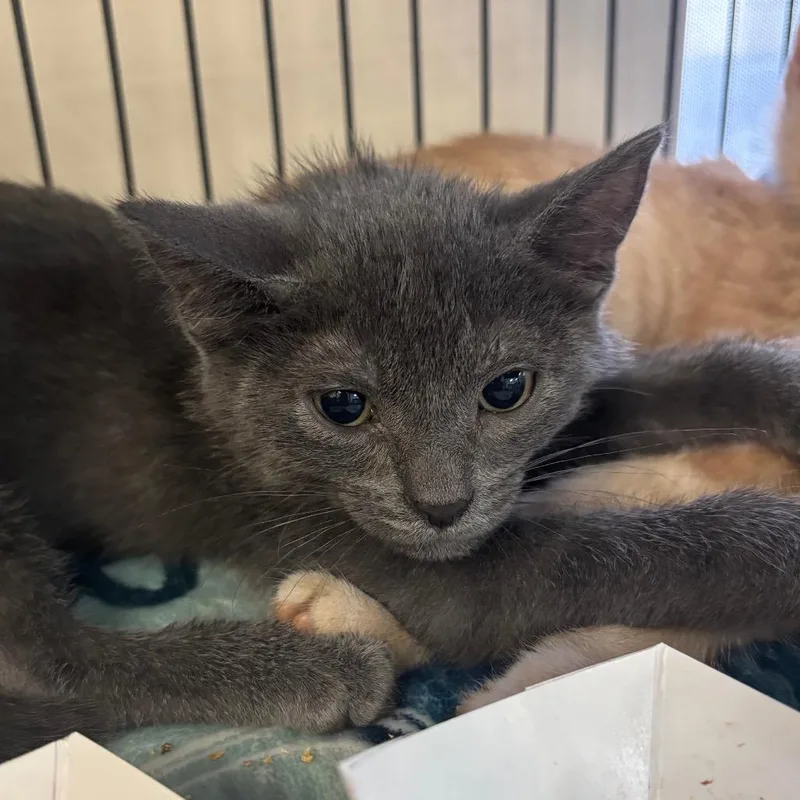 A baby small-sized male Gray / Blue / Silver Domestic Short Hair cat named Riku for adoption in Lakeland, FL