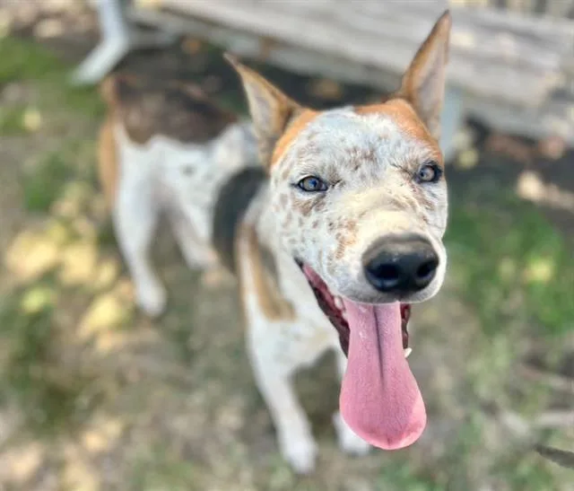 An adult large-sized male Shepherd dog named Cooper for adoption in Riverside, CA