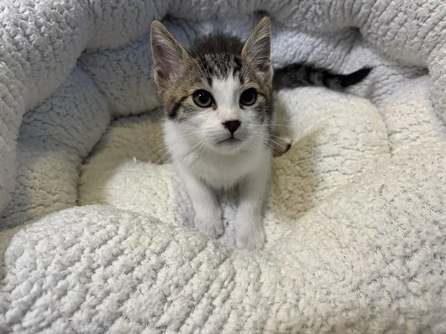 A baby small-sized male Domestic Short Hair cat named Wiggles for adoption in Santa Clara, CA