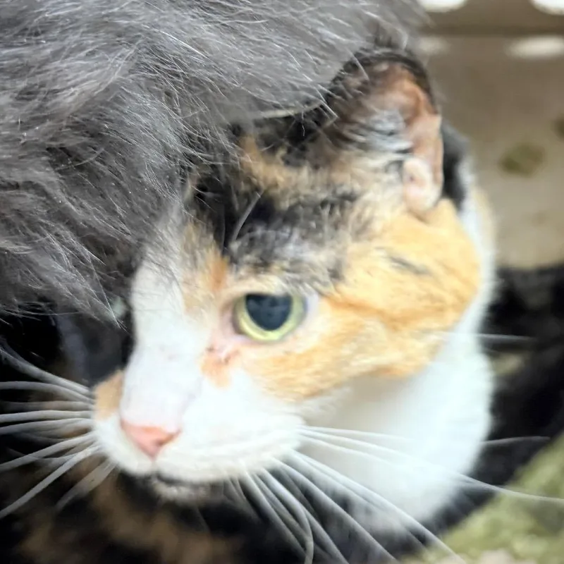 An adult medium-sized female Calico Domestic Medium Hair cat named Sukuna for adoption in Philadelphia, PA