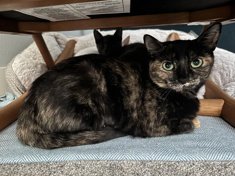 A young medium-sized female Brown / Chocolate Domestic Short Hair cat named Esmeralda for adoption in Dallas, TX