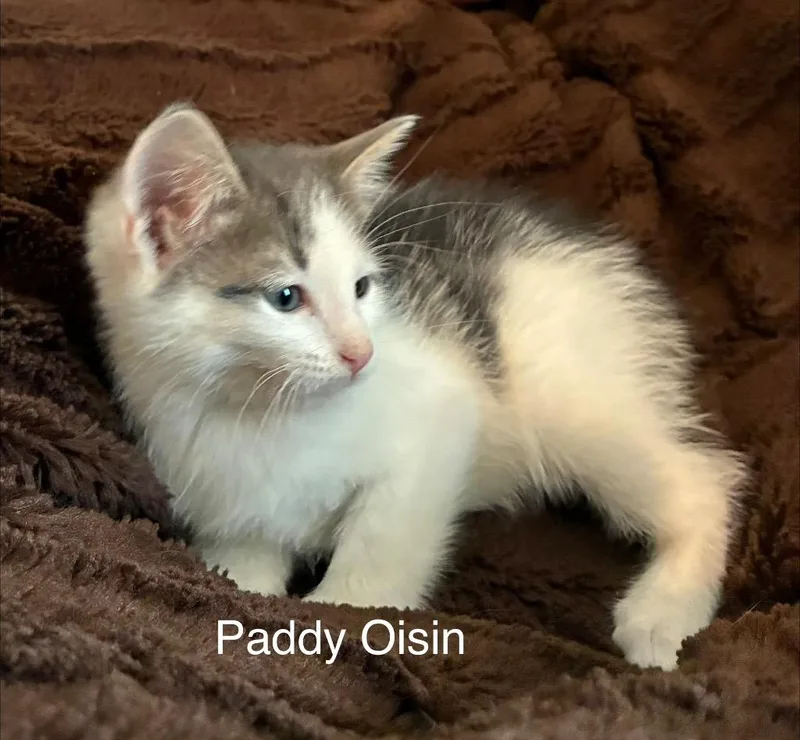 A baby small-sized male Domestic Short Hair cat named Paddy Oisin for adoption in Ogden, UT