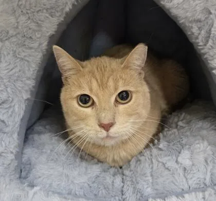 A young medium-sized male Tabby (Orange / Red) Domestic Short Hair cat named Jr for adoption in Phoenixville, PA