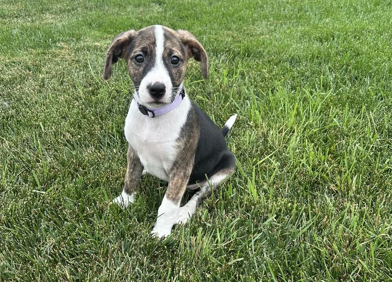 A baby medium-sized female Mixed Breed dog named Twilight Sparkle for adoption in Clinton Township, MI