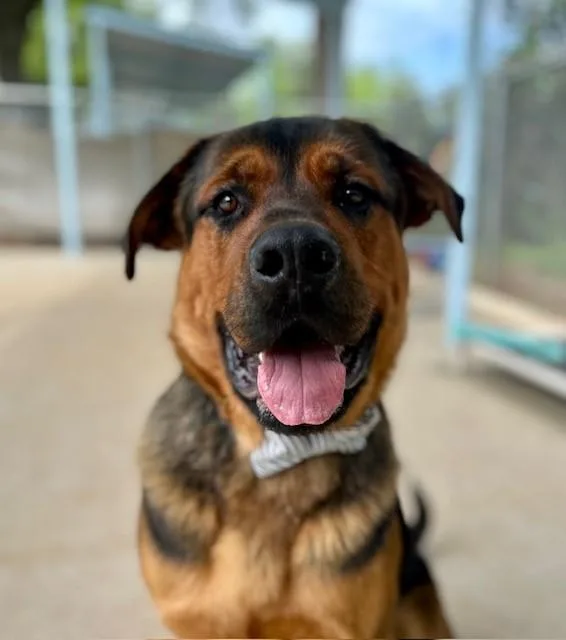 An adult extra large-sized male Mastiff dog named Jackson for adoption in Charlotte, NC