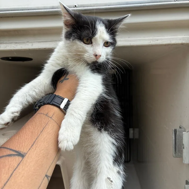 A baby small-sized male Black Domestic Short Hair cat named Charles for adoption in Chattanooga, TN