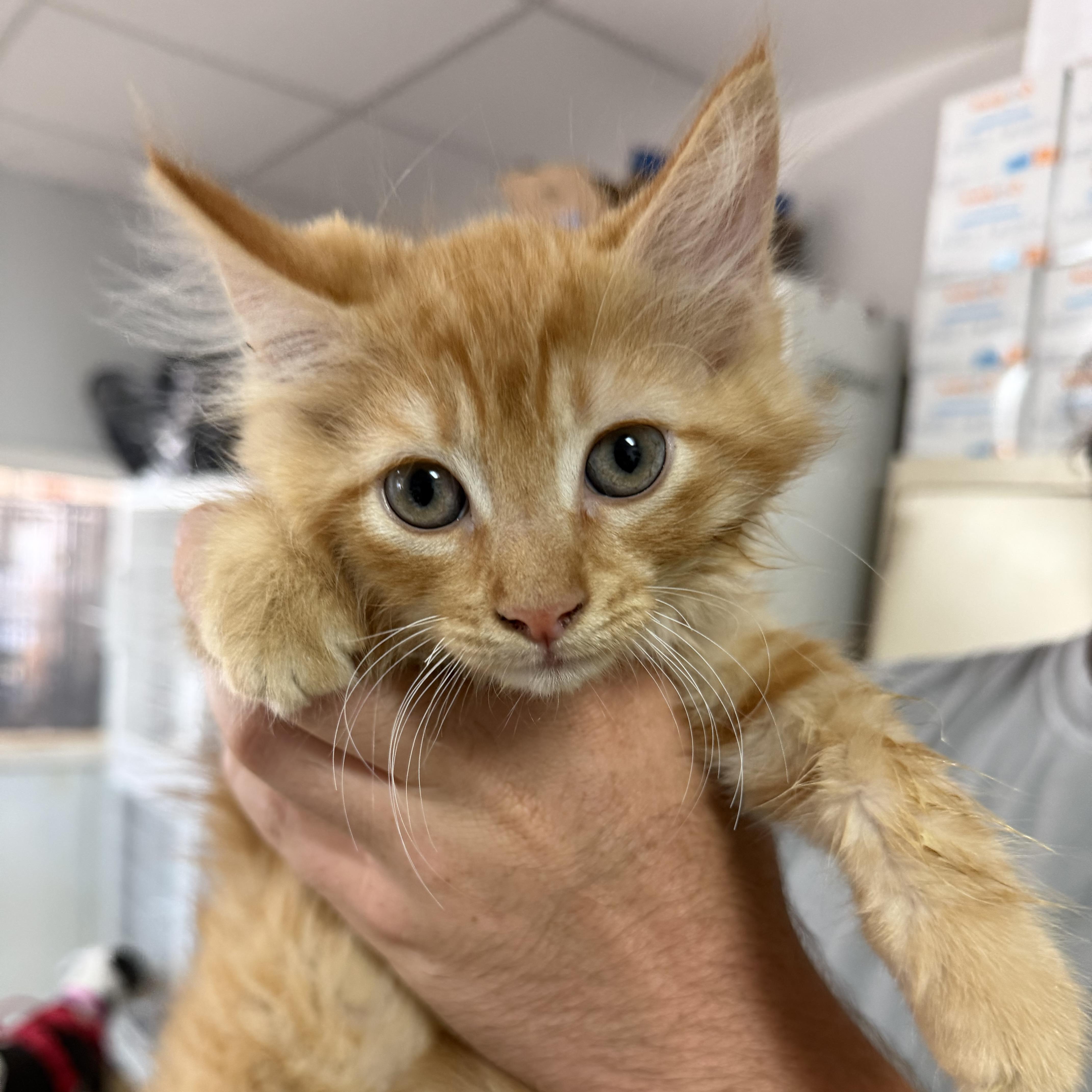 A baby medium-sized male Domestic Medium Hair cat named They're for adoption in Columbia, SC