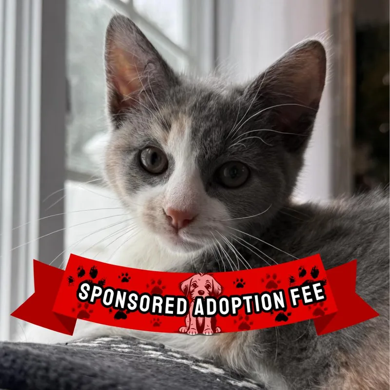 A young medium-sized female Calico Domestic Short Hair cat named Luna for adoption in Ridgely, MD
