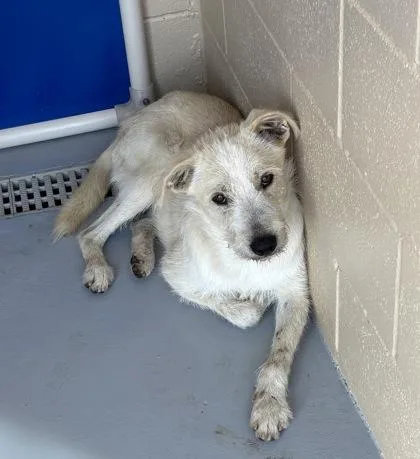 An adult medium-sized male White / Cream Black Labrador Retriever dog named Tucker for adoption in Harlingen, TX