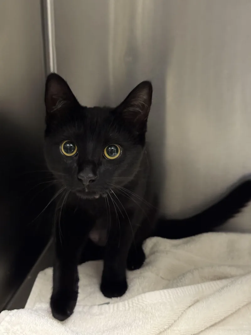 A young small-sized female Domestic Short Hair cat named Lucifer for adoption in Los Angeles, CA