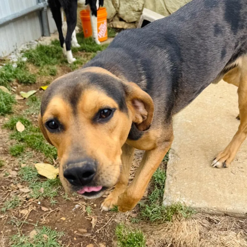 A young medium-sized male Brown / Chocolate Hound dog named Rusty for adoption in Brownsboro, AL