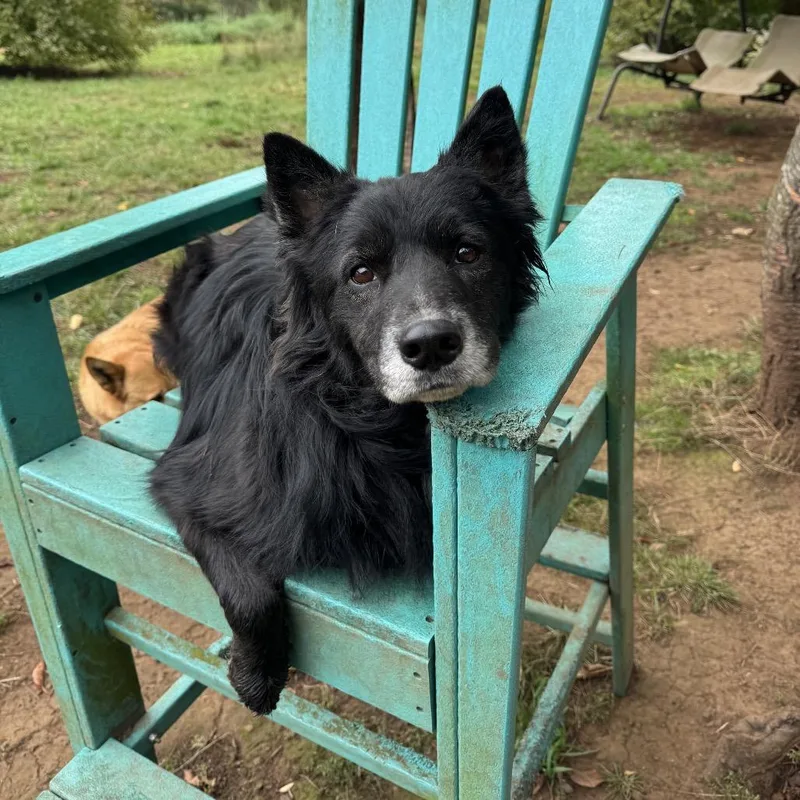 Loki