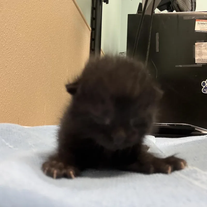 A baby small-sized male Domestic Short Hair cat named Porthos for adoption in Tacoma, WA