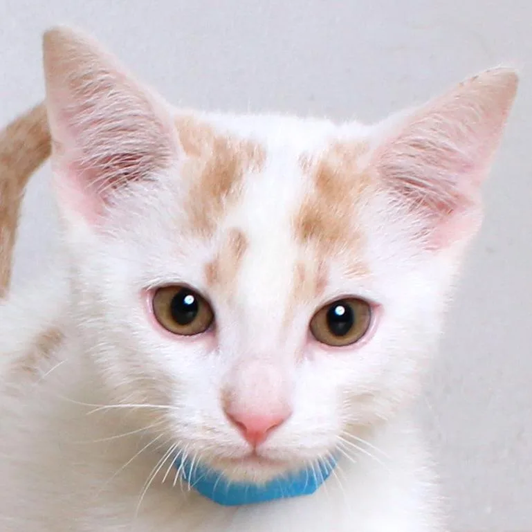 A baby small-sized male White Domestic Short Hair cat named Art C for adoption in Minnetonka, MN