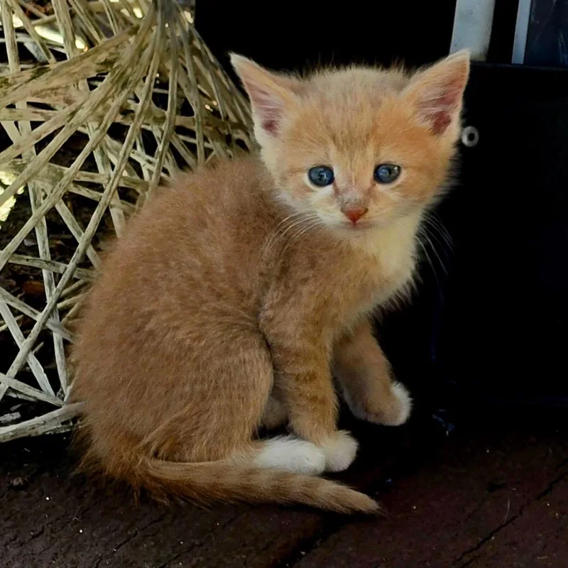 Butters thumbnail 3