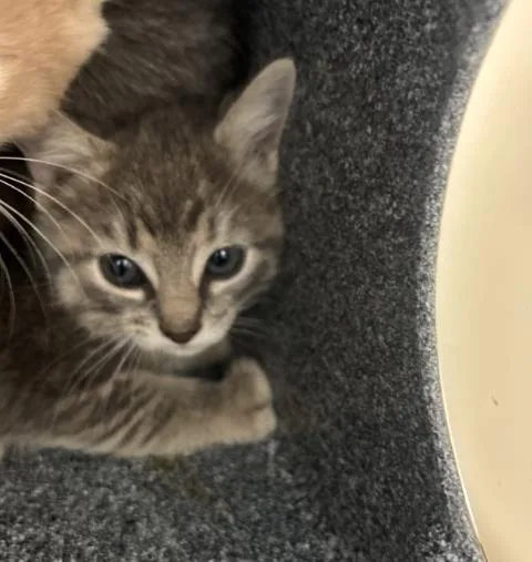 A baby medium-sized female Domestic Short Hair cat named Mulan for adoption in Dallas, TX