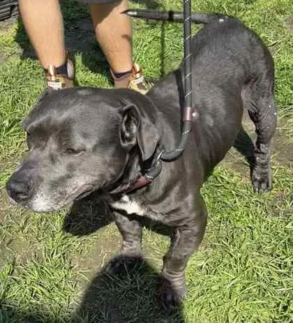 A senior large-sized female Terrier dog named Gloria for adoption in Conway, SC