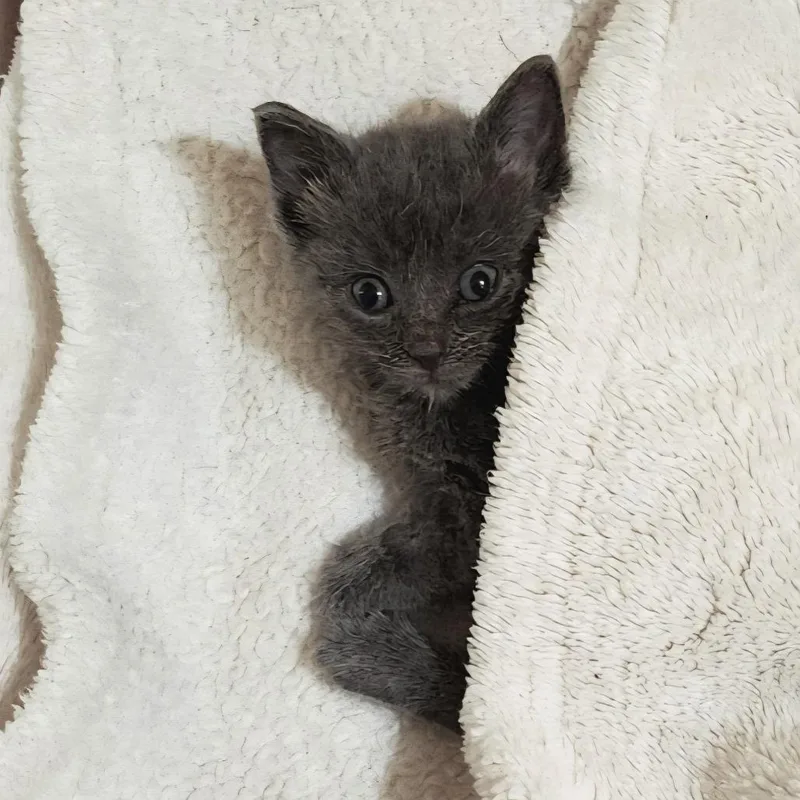 A baby small-sized male Domestic Short Hair cat named Minky for adoption in Fairfax, VA