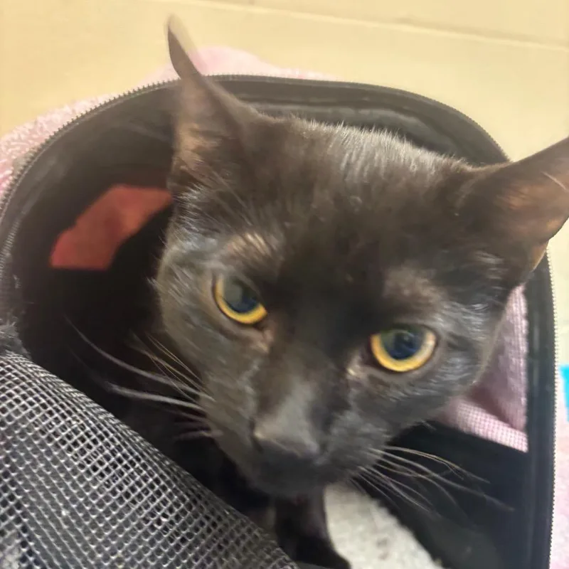 Shakshuka thumbnail 2