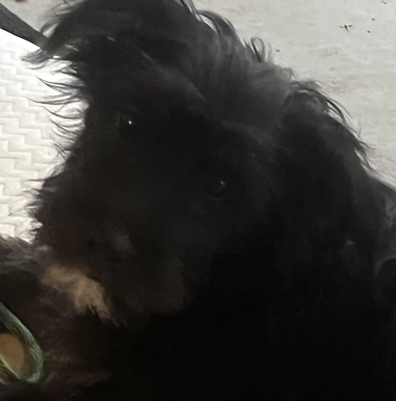 A young medium-sized female Black Poodle dog named Zinnia for adoption in Longmont, CO