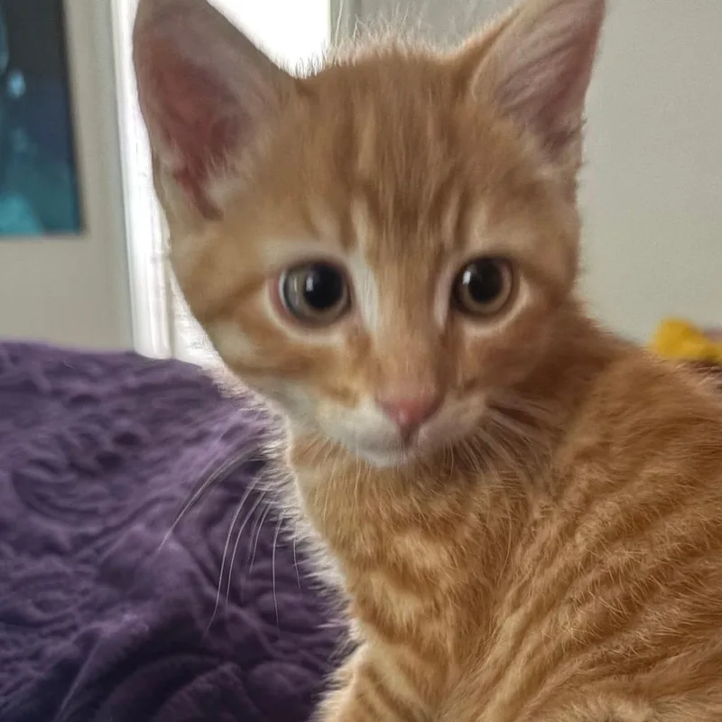 Cheeto
