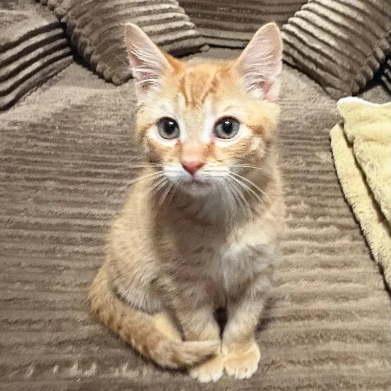 Cheeto thumbnail 2