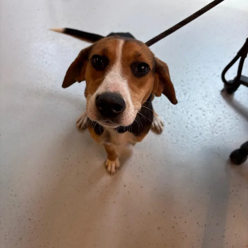 An adult medium-sized female Brown / Chocolate Mixed Breed dog named Bessie for adoption in Huntington, WV