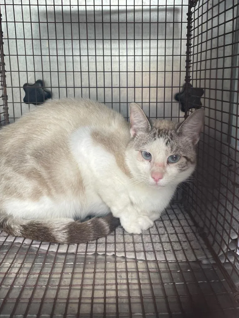 A young medium-sized male Domestic Short Hair cat named Cletus for adoption in New Braunfels, TX