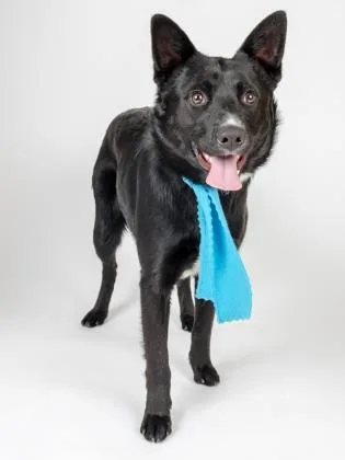 A senior medium-sized male Mixed Breed dog named Kenworth for adoption in Longmont, CO