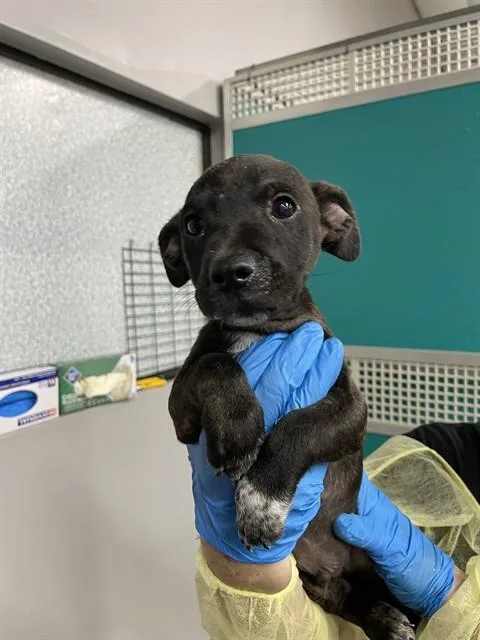 A baby small-sized male German Shepherd Dog dog named Crush for adoption in Tucson, AZ