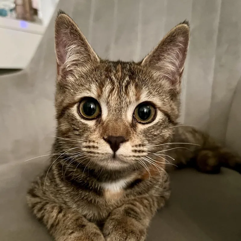 A baby small-sized female Domestic Short Hair cat named Calvie for adoption in Cumming, GA
