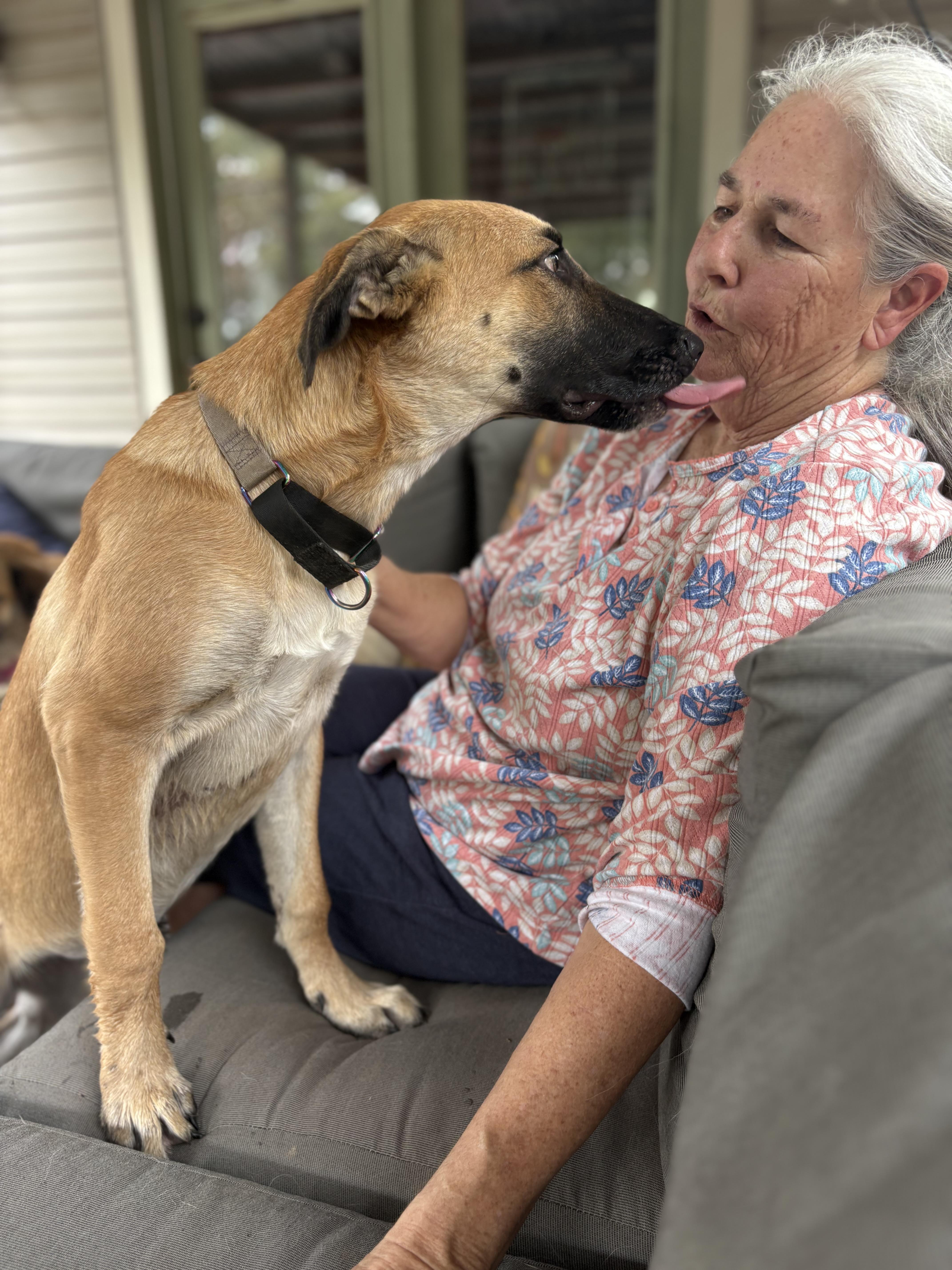 A young medium-sized female German Shepherd Dog named Molly for adoption in Dale, TX