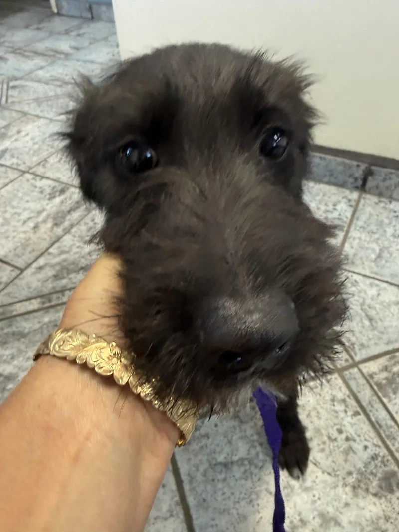 A young large-sized male Schnauzer dog named Walter Diego for adoption in Glendale, AZ