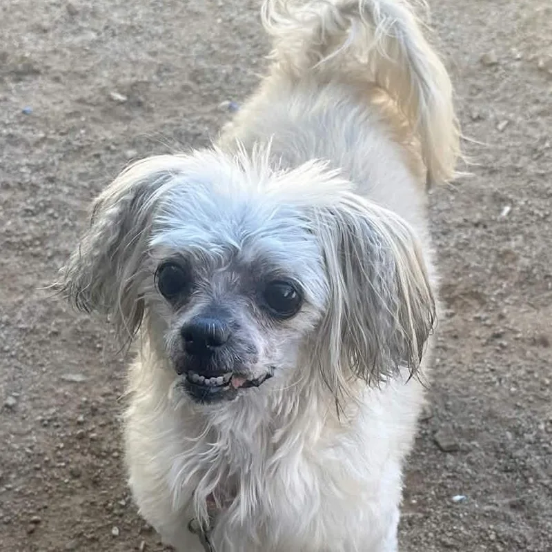 An adult small-sized female Lhasa Apso dog named DOLLY aka ESMAY for adoption in Marana, AZ