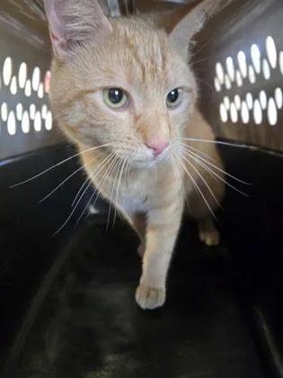 An adult small-sized male Domestic Short Hair cat named Yoshi for adoption in West Chester, PA