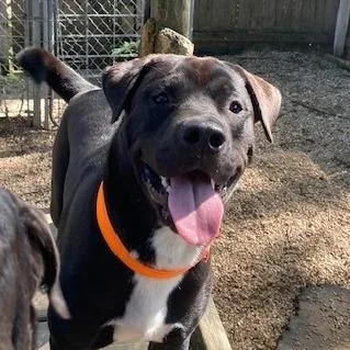 A young medium-sized male Akita dog named Legend for adoption in Madison, WI