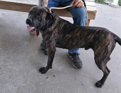 An adult large-sized male Labrador Retriever dog named Tank for adoption in Clinton, MO