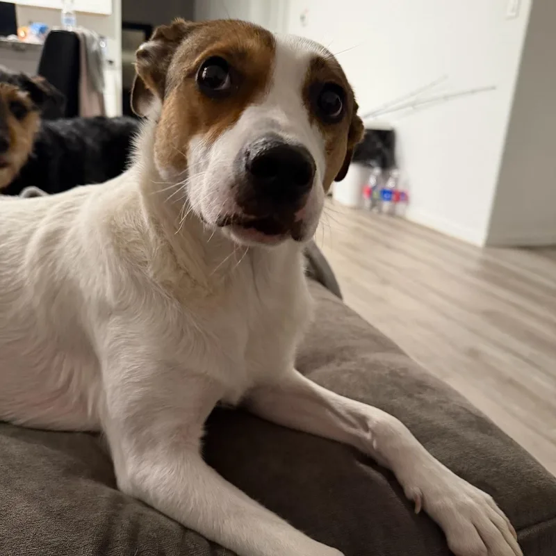 An adult medium-sized female Terrier dog named Artie for adoption in Martinez, CA