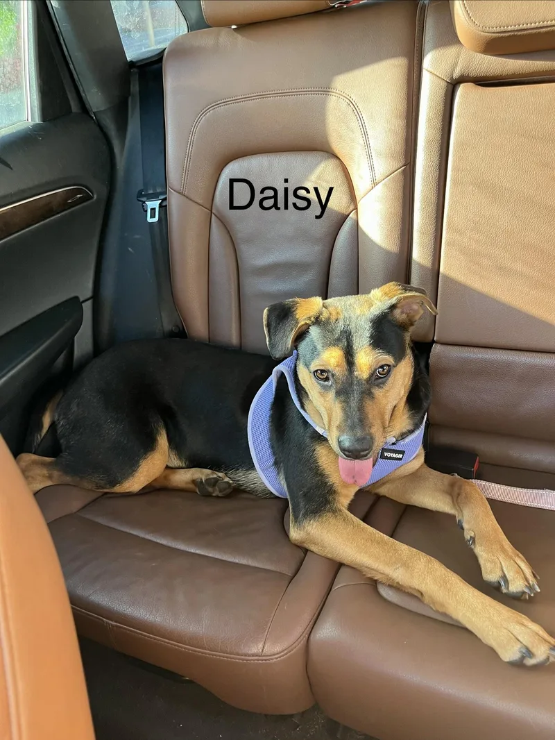 A young medium-sized female Doberman Pinscher dog named Daisy for adoption in oriskany, NY