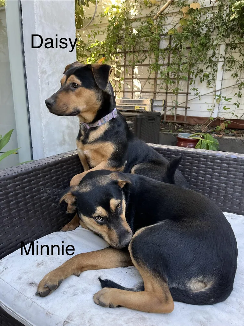 Daisy thumbnail 2