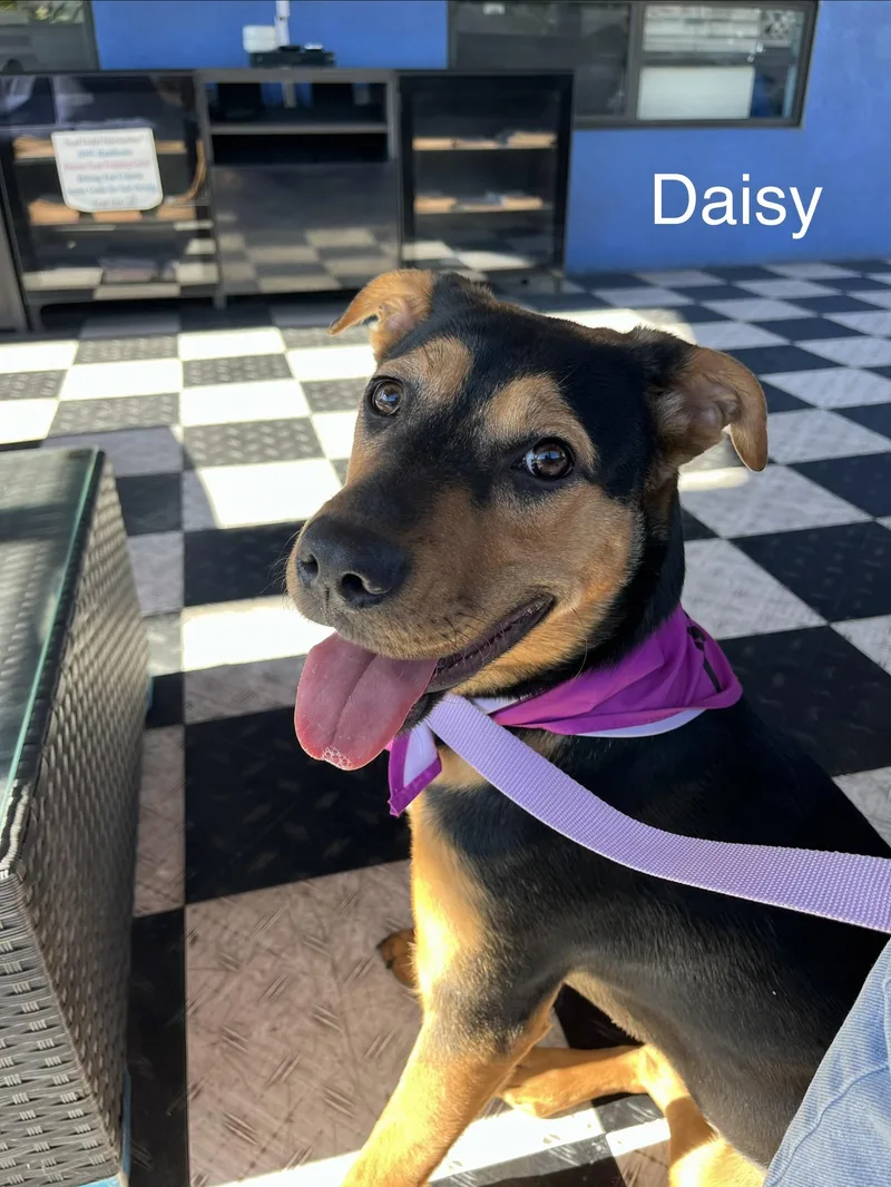 Daisy thumbnail 5