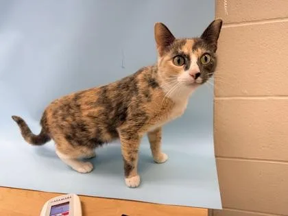 An adult small-sized female Domestic Short Hair cat named Mercy for adoption in Woodbury, MN