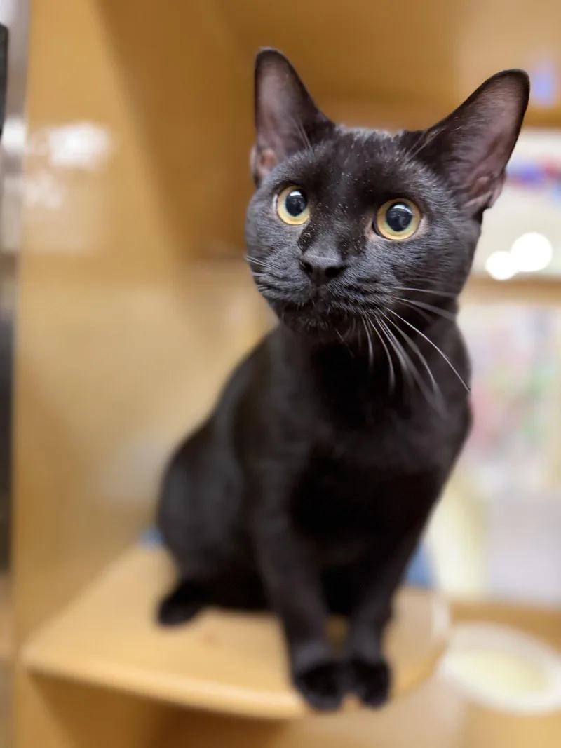 A young medium-sized male Black Domestic Short Hair cat named Drake for adoption in Pompano Beach, FL