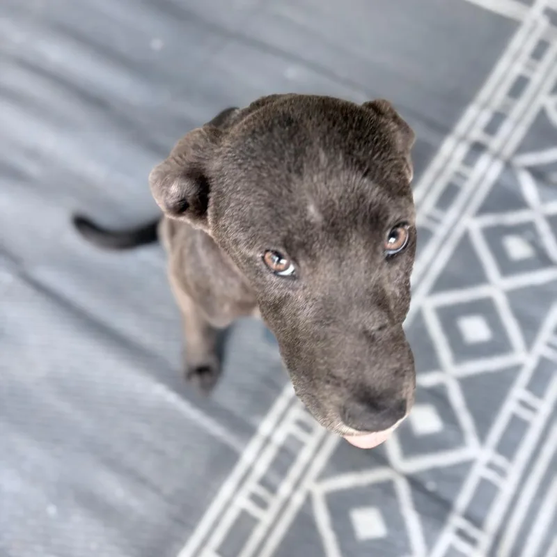 A baby medium-sized female Gray / Blue / Silver Weimaraner dog named Mobi for adoption in Brownsboro, AL
