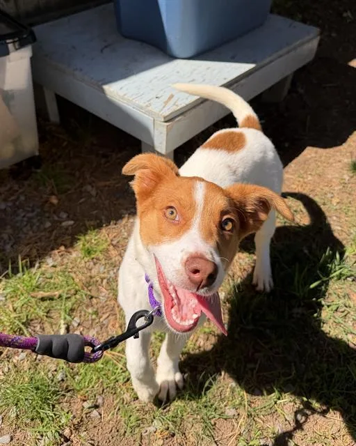 A baby medium-sized female Australian Cattle Dog / Blue Heeler dog named Rosita for adoption in Boston, MA