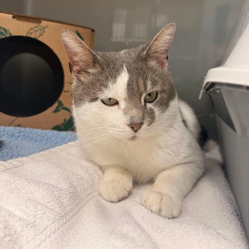 Killua Zoldyck thumbnail 2