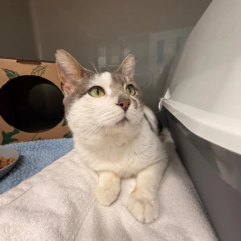 Killua Zoldyck thumbnail 3