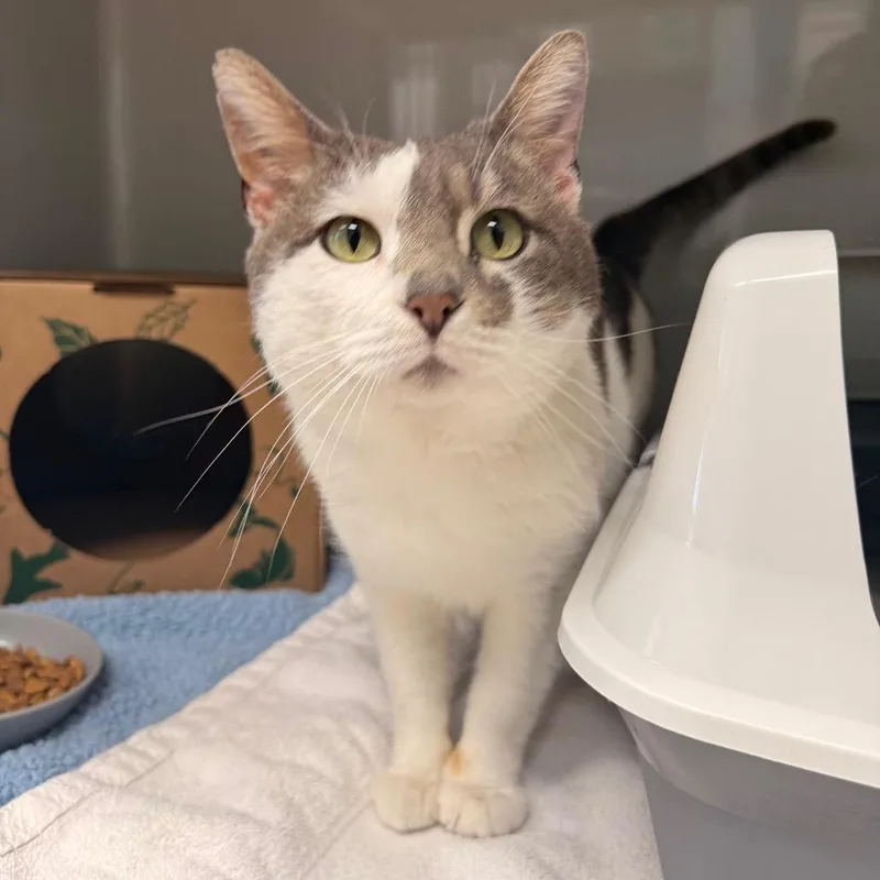 Killua Zoldyck thumbnail 4