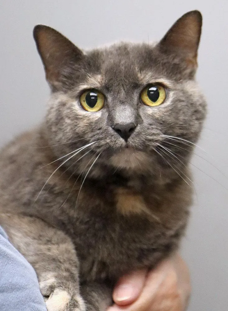 A senior medium-sized female Dilute Tortoiseshell Domestic Short Hair cat named Florence for adoption in Kansas City, KS