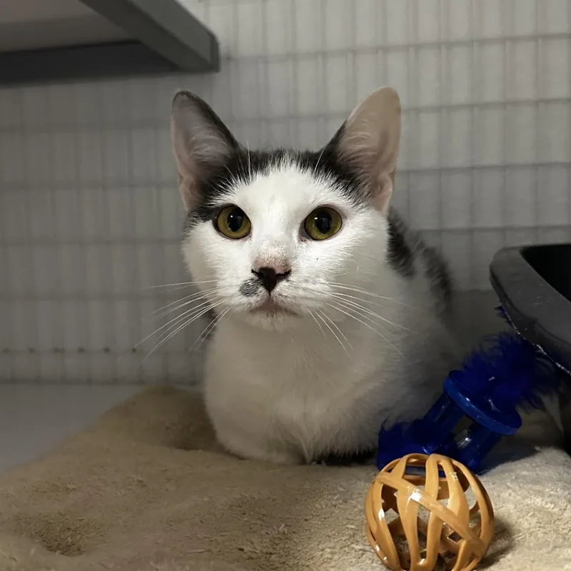 A young small-sized female White Domestic Medium Hair cat named Lucy Moomoo for adoption in Blue Ridge, GA